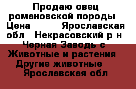 Продаю овец романовской породы › Цена ­ 250 - Ярославская обл., Некрасовский р-н, Черная Заводь с. Животные и растения » Другие животные   . Ярославская обл.